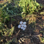 clutch of duck eggs in the grass
