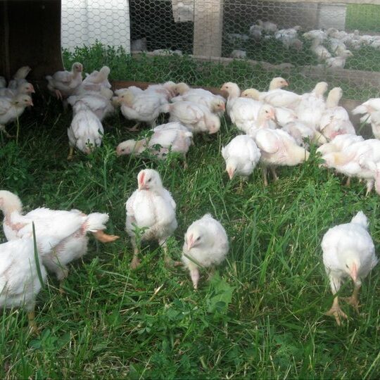 Young chickens in the pasture.