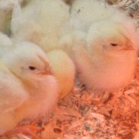 Chicks